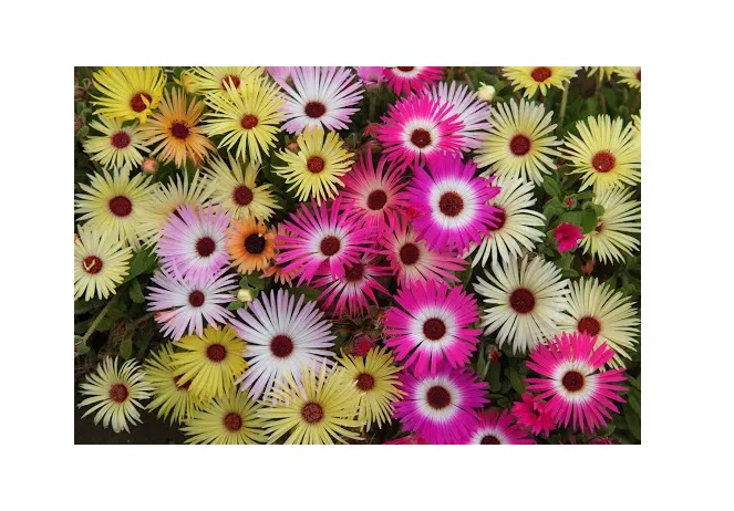 Насіння Професійне насіння мезембріантемум Лімпопо суміш 0,5 г (4820176697455)