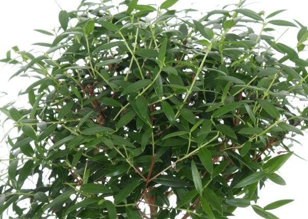 Рослина кімнатна Мірт на штамбі 12x30 см