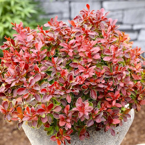 Растение Барбарис Тунберга Admiration (V20-S22 30+ C7.5)