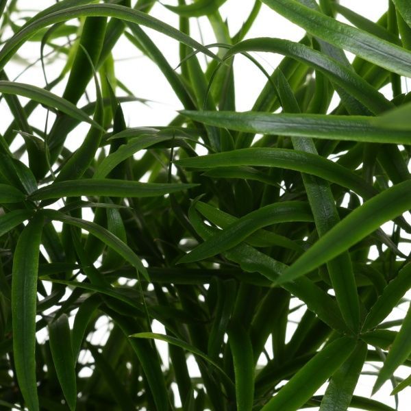 Растение Аспарагус Sprengeri 12/35