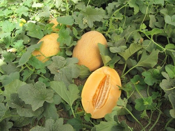 Семена Професійне насіння дыня Карьера F1 8 шт. (4820176695772)