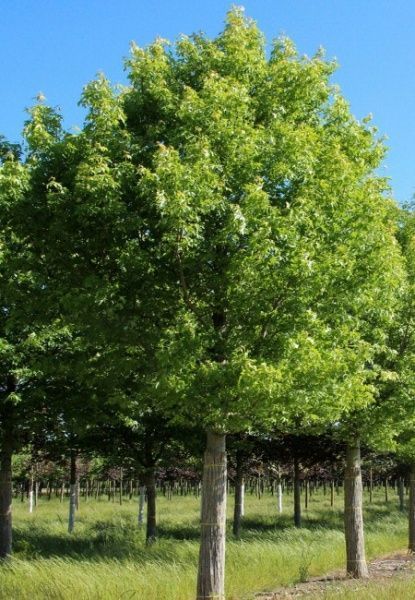 Рослина Клен сріблястий Acer sach arinum h 350-400 см d 9-11 см