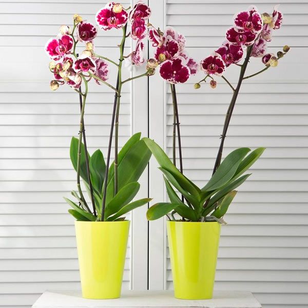 Кашпо пластиковое Lamela Лилия круглый 2,8л фиолетовый (379) 