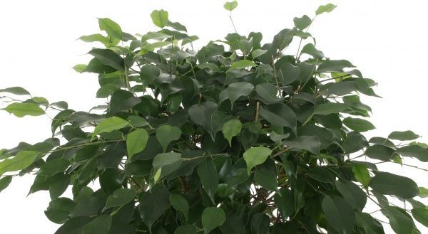 Растение комнатное Фикус экзотика цилиндрический штамб 27x110 см