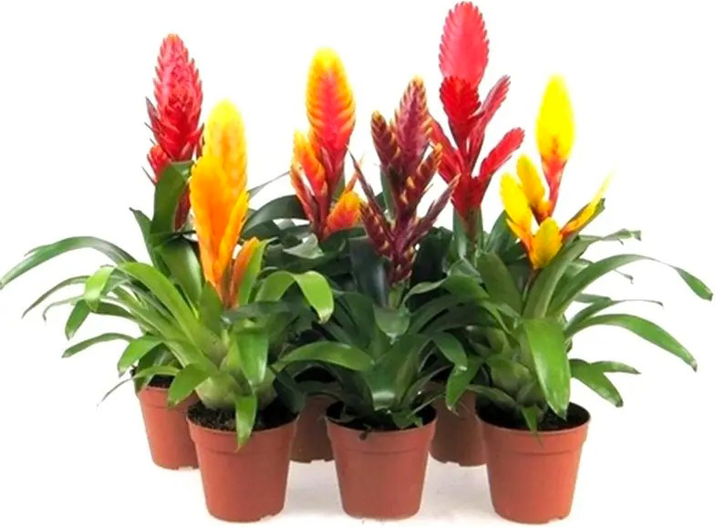 Рослина Бромелієві 9х40 мікс