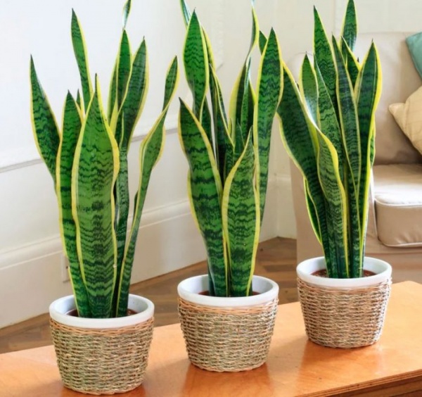 Рослина Сансевієрія 24/100 