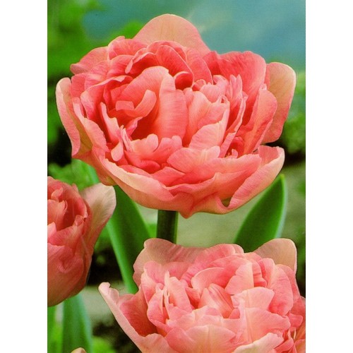 Луковица Яскрава Тюльпан двойной Angelique 3 шт.