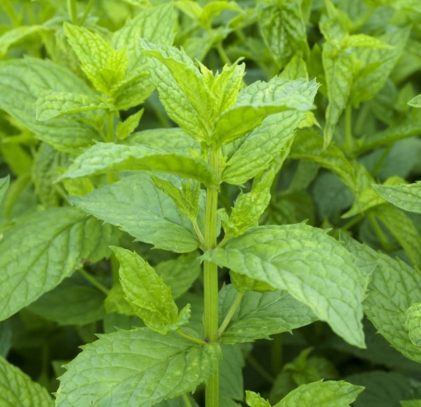 Семена Професійне насіння мята перечная Сперминт 0,1 г (4823058203591)