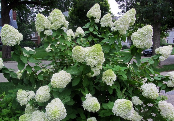 Рослина Гортензія мітельчата Селекшен С 2-3