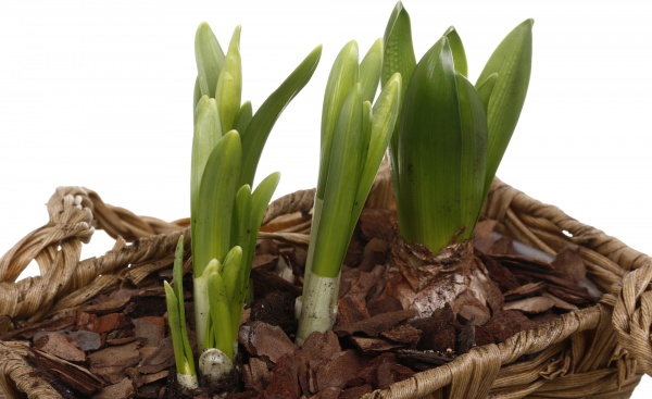 Рослина кімнатна Кошик Гіацинт 1 + Нарцис 3 прямокутний ротанг