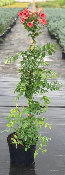 Растение Кампсис d17/h75