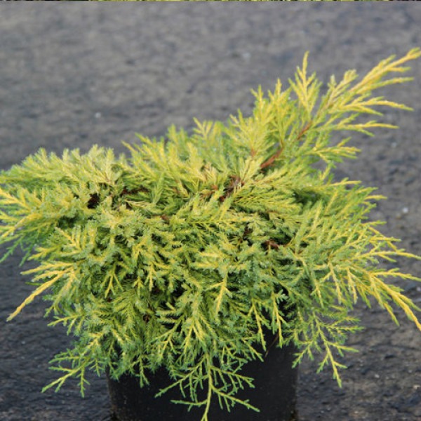 Растение Можжевельник средний King of Spring (V21-S23 40+ C7.5)