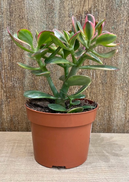 Растение Красула XXL 25/60