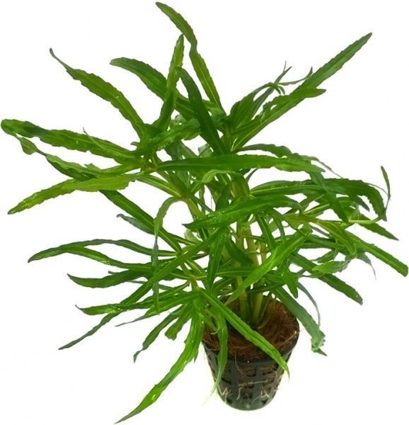 Растение аквариумное Лотос К Погостемон (Pogostemon octopus)