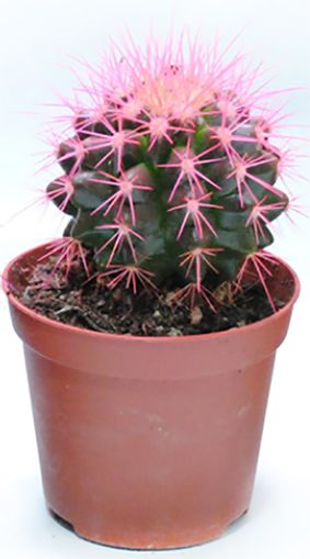 Кактус разноцветный 10/15