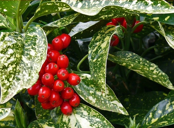 Растение Аукуба Вариегатная d17/h25