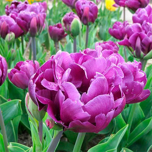 Луковица Яскрава Double Wow Blue 3 шт. 