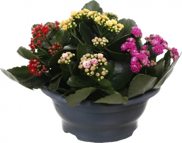 Рослина кімнатна Каланхое Каландіва в плошці 23/30