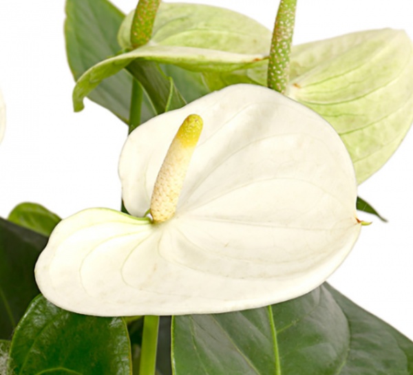 Растение Антуриум микс 17/65