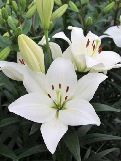 Луковица VWS EXPORT – IMPORT OF FLOWERBULBS B.V. лилии ЛА Осорно 1 шт. 