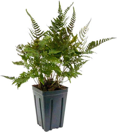 Растение Кочедыжник Burgundy Lace С3