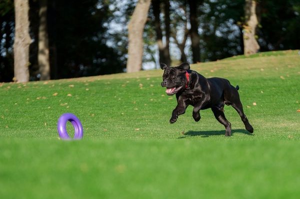 Снаряд тренувальний Puller Мaxi для собак 30 см