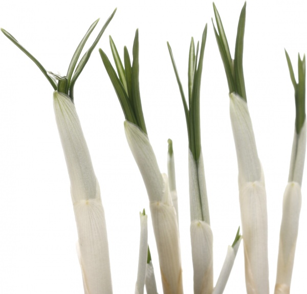 Рослина кімнатна Крокус d9 h30