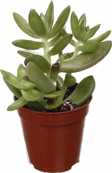 Рослина кімнатна Сукулент мікс 5х8 см