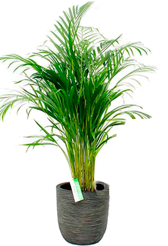 Рослина Арека d34/h200