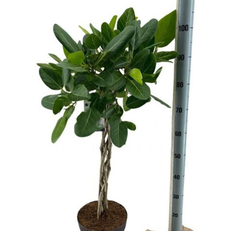 Растение Фикус бенгальский 27*110 ствол заплетен косой