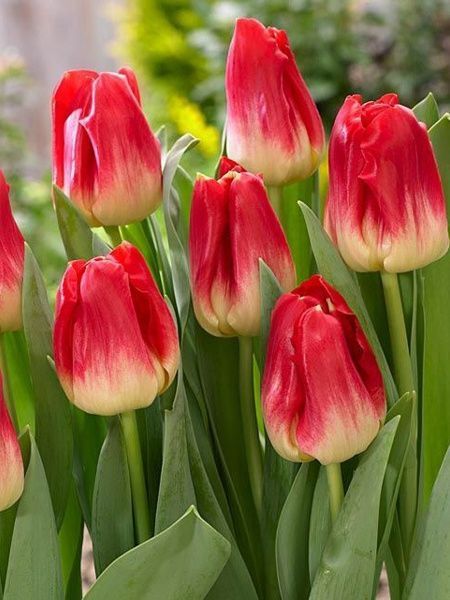 Луковица TUBERBULB Export B.V. тюльпана триумф Матч 3 шт. 