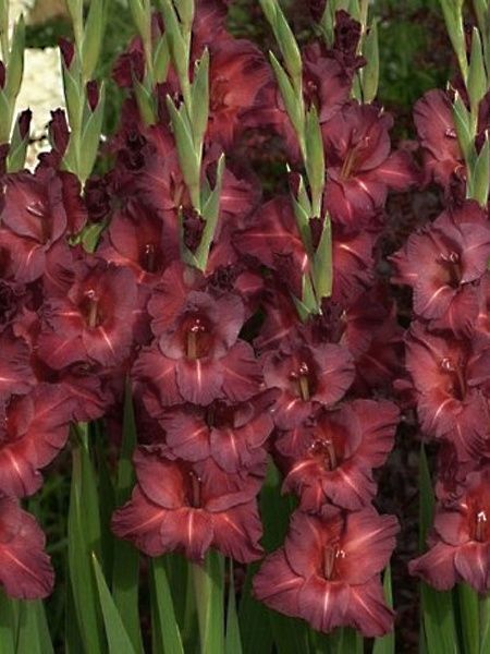 Клубнелуковица гладиолуса Чоколейт 3 шт. 