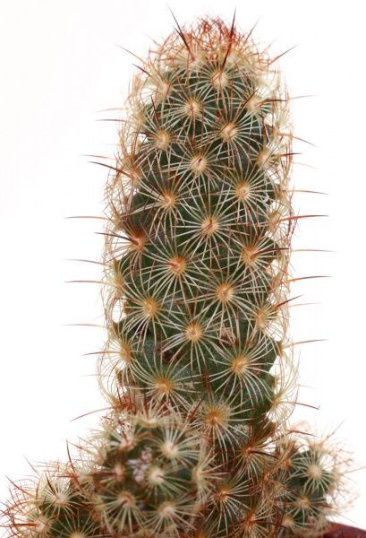 Рослина Кактус в круглій кераміці 7/10