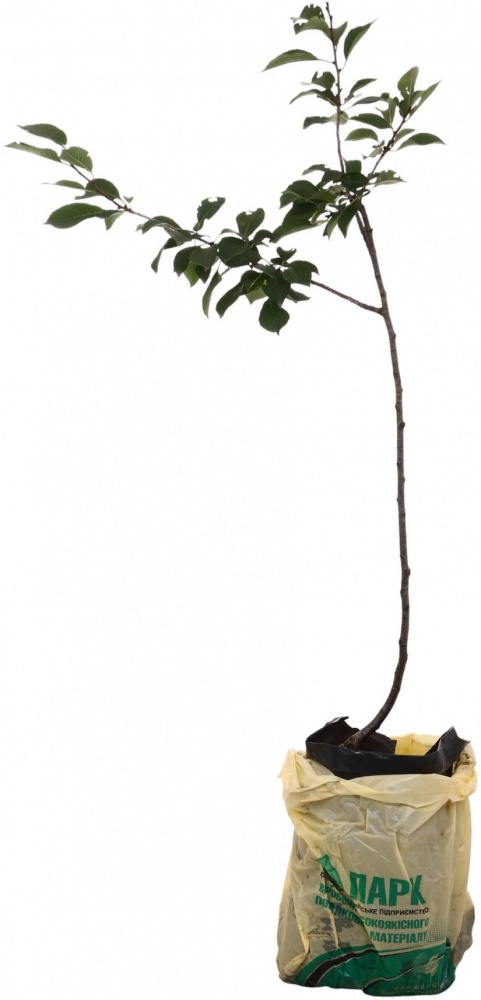 Саджанець Вишня в асортименті 3 р (L.15)