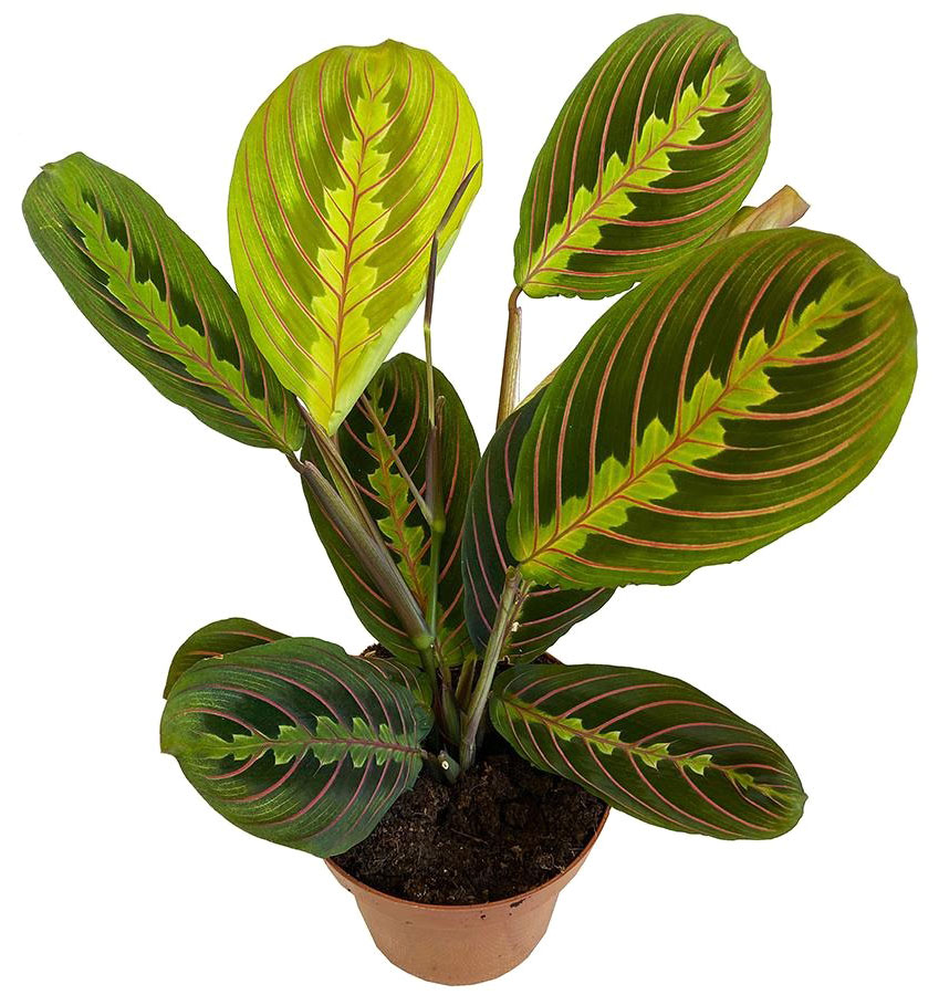 Рослина кімнатна Маранта Fascinator 30 см