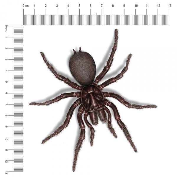 Наклейка Паук