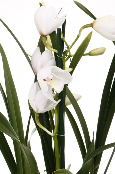 Растение комнатное Цимбидиум 14х65 см 2 ствола микс