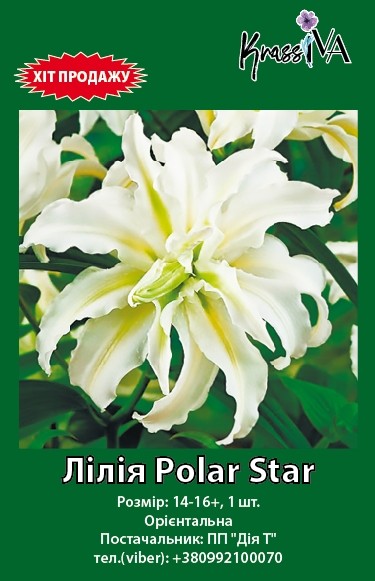 Луковица інше лилия Polar Star 1 шт. 