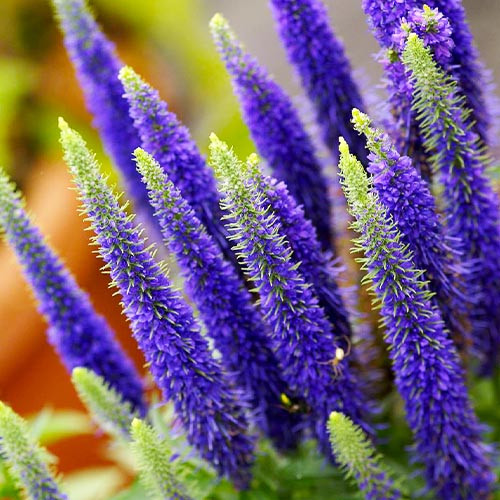 Растение Вероника колосковая Ulster Dwarf Blue C3