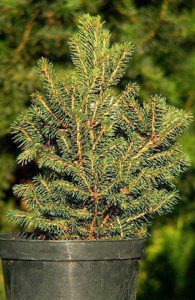 Ель обыкновенная / Picea abies Four Winds, С20