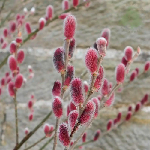 Растение Ива тонкоствольная Маунт Асо / Salix gracilistyla Mount Aso С5/Н 80-100