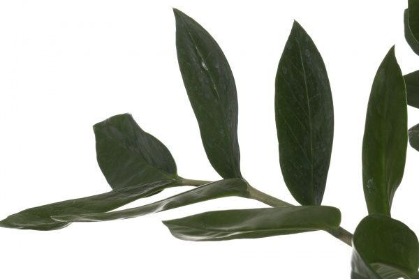 Рослина кімнатна Заміокулькас 14х75