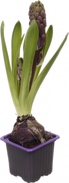 Рослина кімнатна Гіацинт мікс d7