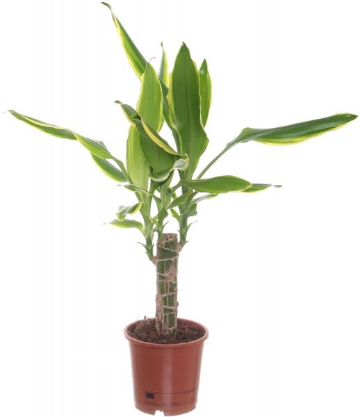 Рослина Драцена 11/45 Фрагранс