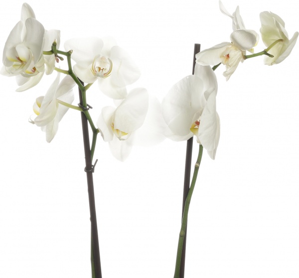 Растение комнатное Фаленопсис микс 1 ствол 12/60-70