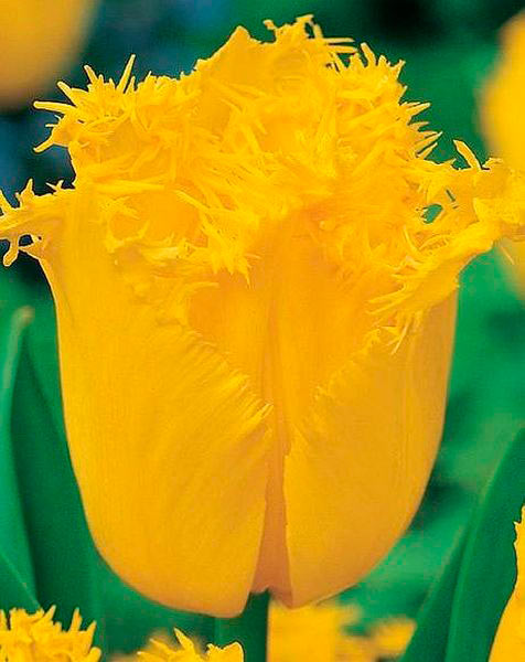 Цибулина Яскрава бахромчатий Hamilton 3 шт. 