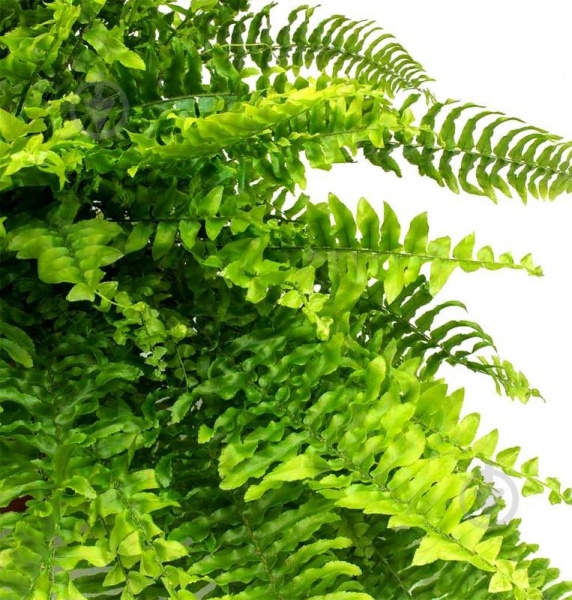 Рослина Нефролепіс Бостонієнсіс 12/25