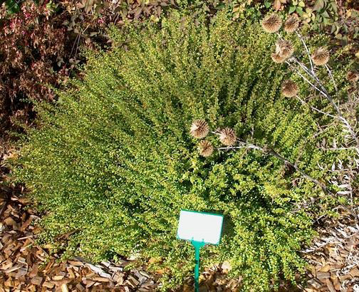 Рослина Жимолість блискуча нітіда Пенмін/LONICERA nitida Panmin С2/ Н20-30