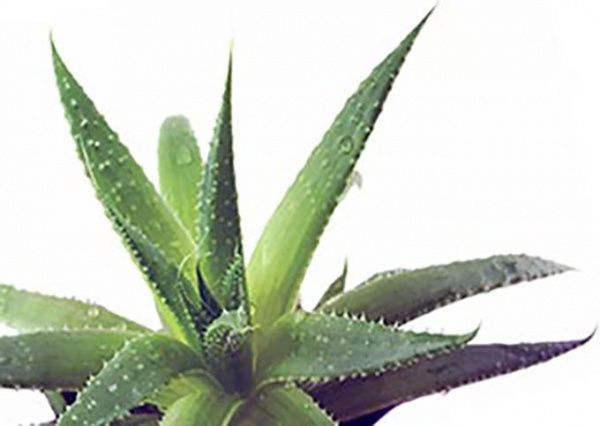 Рослина Алоє в керамічній вазі 21/50