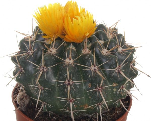 Растение Кактус микс из искусственным цветком 8/12